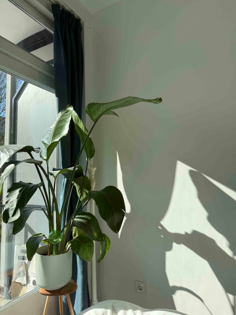 Bring Nature Indoors